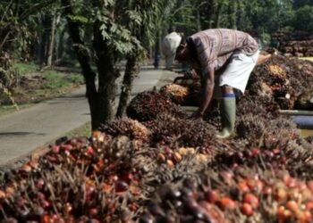 Curi Buah Sawit Milik Perusahaan, Komplotan Ini Terancam 7 Tahun Penjara