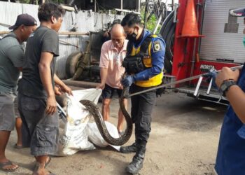 Mangsa Ayam Warga, Ular Sanca Sepanjang 5 Meter Dievakuasi