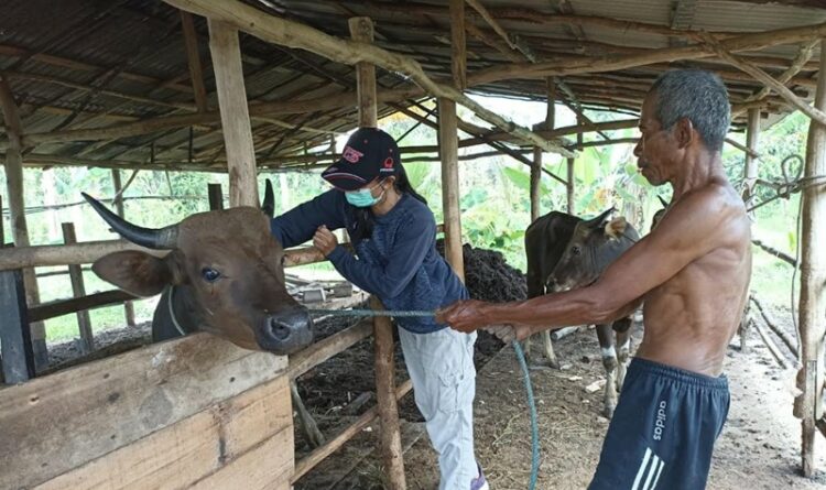 Distan Melakukan Vaksinasi Jembrana Pada Ternak Sapi Bali