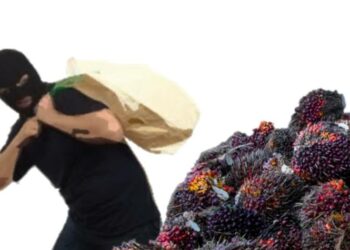 Alasan Ekonomi, Pria Di Sampit Nekat Curi Buah Sawit