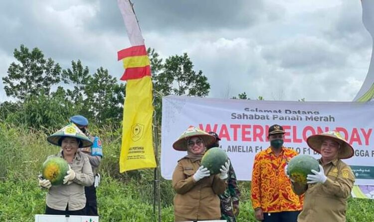 Bupati Kotim Halikinnor bersama Wabu Irawati dan Sekda Fajrurrahman saat panen semangka warga Kecamatan Telawang