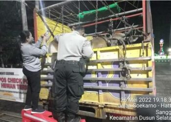 Foto - Petugas melakukan pemeriksaan terhadap hewan (ist)