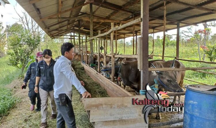 Keterangan foto - Tim Kesehatan Hewan(Keswan)Dinas Pertanian Kabupaten Kapuas turun ke lapangan melakukan pemeriksaan terhadap hewan ternak terkait kasus PMK.