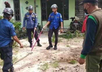 Petugas dari Damkar dan Penyelamatan Kotim saat mengamankan seekor king Kobra dari rumah warga