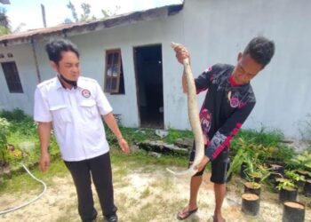Ular Depung Sebesar Betis Orang Dewasa, Masuk ke Pekarangan Warga Tangkiling