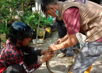 Tim Emergency Response Palangka Raya, pada saat mengevakuasi ular king kobra sepanjang 3 meter.