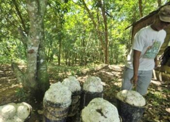 Harga Turun, Petani Karet Berharap Bisa Merambat naik Kembali