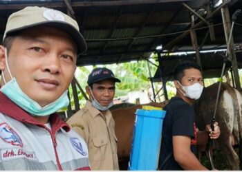 Waspada PMK, Masyarakat Diminta Teliti Dalam Membeli Hewan Kurban