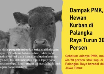 Dampak PMK, Hewan Kurban di Palangka Raya Turun 30 Persen