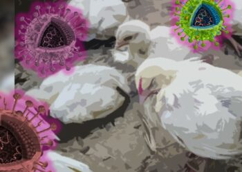 Waspada Virus Tetelo di Palangka Raya