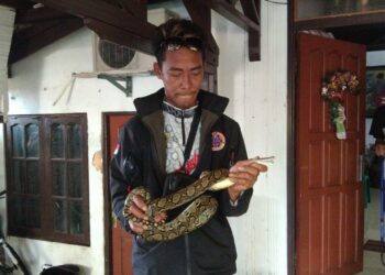 Sempat Bersembunyi di Bawah Meja, Piton Sepanjang 2 Meter Berhasil Dievakuasi