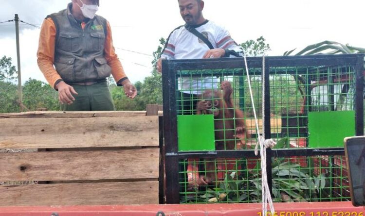 KSDA Pos Sampit saat menerima penyerahan Orangutan dari warga Kelurahan Kuala-kuayan Kecamatan Mentaya Hulu, Kotim pada Senin 25 Juli 2022