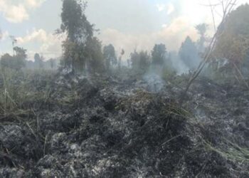 Kondisi hutan yang dipadamkan oleh petugas gabungan di Desa Tumbang Bulan, Kecamatan Mendawai, baru-baru ini.