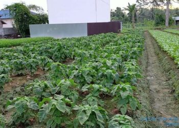 Masih Banyak Petani Yang Belum "Out of the Box"