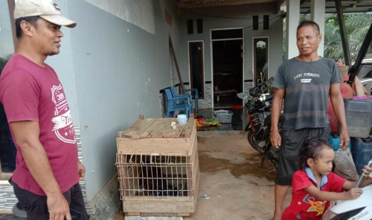 Warga Kuala-Kuayan Sedih, Orangutan yang Dipeliharanya Akan Diserahkan ke Petugas
