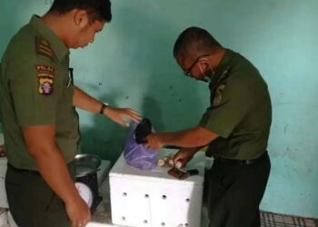 eks Poto: Petugas pada saat mengamankan 40 butir telur penyu. (istimewa)