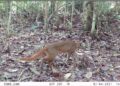 Kucing Merah Kalimantan dan Upaya Konservasinya di Kalteng