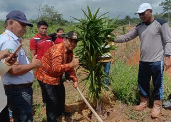 Camat Tualan Hulu Atmadi bersama warga saat menanam sawit di tanah kas Desa Bukit Makmur