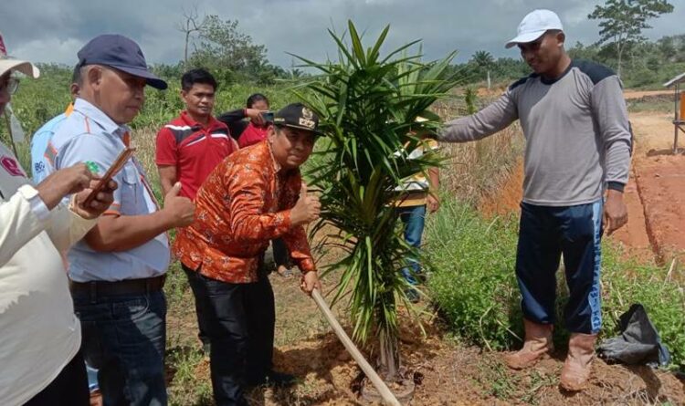 Camat Tualan Hulu Atmadi bersama warga saat menanam sawit di tanah kas Desa Bukit Makmur