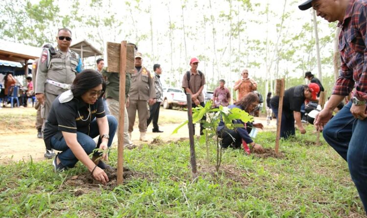 HKM Batu Bulan dan PT Fairventures Social Forestry gandeng Pemkab Gumas Sosialisasi Pengembangan Sengon