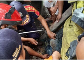 Usai Serang Warga, Monyet Ekor Panjang Berhasil Dievakuasi