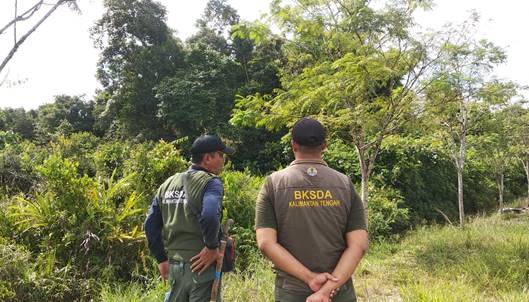 Komandan BKSDA Pos Sampit Muriansyah saat berada di kebun warga, tempat kemunculan Orangutan