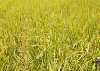 Caption ; Lahan sawah di Netampin (foto; Iwan Prast)