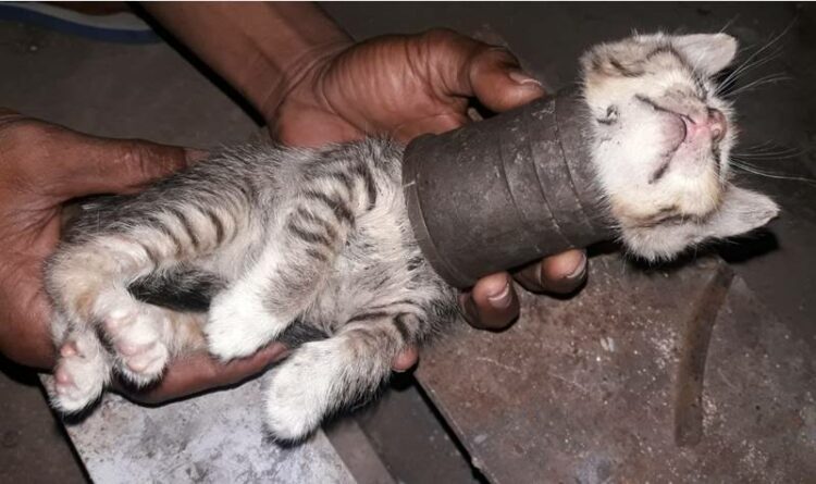 Teks Poto: Petugas DPKP Kota Palangka Raya, pada saat melepaskan kucing dari pipa besi