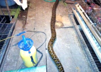 Hendak Mangsa Ternak Warga, Ular Piton 4 Meter Berhasil. Ditangkap