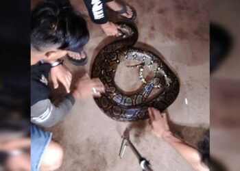 Piton Sepanjang 3,5 Meter Dievakuasi Usai Makan Tikus di Rumah Warga