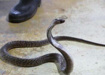 Ular Kobra Sepanjang 2,36 Meter Berhasil Dievakuasi