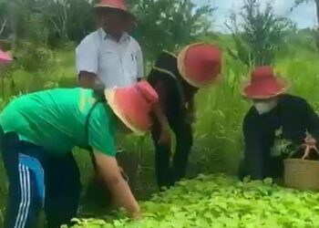 Keterangan foto: Agro Wisata Holtikultura Kecamatan Basarang Kabupaten Kapuas berbelanja langsung ke lokasi Holtikultura