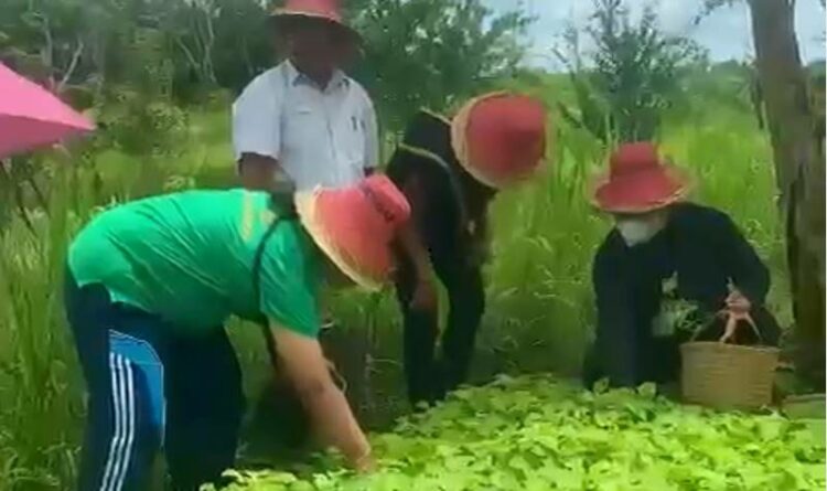 Keterangan foto: Agro Wisata Holtikultura Kecamatan Basarang Kabupaten Kapuas berbelanja langsung ke lokasi Holtikultura