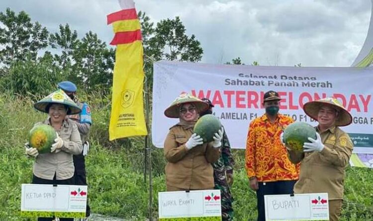 Bupati Kotim Halikinnor bersama Wakil Bupati Irawati dan Ketua DPRD Kotim Rinie A Gagah saat memanen hasil pertanian
