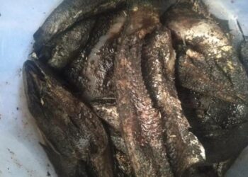 Fermentasi ikan dengan menggunakan campuran garam dan bubuk kopi . Rasanya, malah lebih enak. (foto : Iwan Prast)