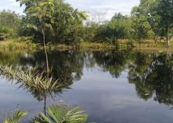 Petani di Kalampangan Mengaku Gagal Panen Akibat Banjir