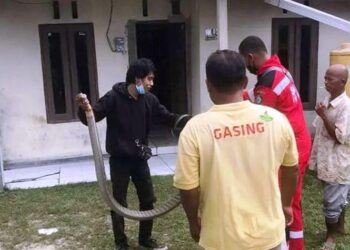 Petugas saat mengamankan King Kobra dengan Panjang 2,5 meter dari rumah warga, Rabu (7/9/2022) Area lampiran