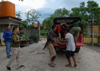 Proses evakuasi buaya muara yang sebelumnya dipelihara keluarga Junaidi di Jalan Lembaga, Kecamatan MB Mentawa Baru Ketapang, Sampit, Rabu (7/9/2022)