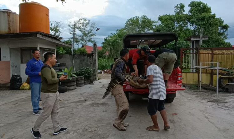 Proses evakuasi buaya muara yang sebelumnya dipelihara keluarga Junaidi di Jalan Lembaga, Kecamatan MB Mentawa Baru Ketapang, Sampit, Rabu (7/9/2022)
