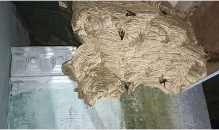 Sarang tawon Vespa yang berada di bagian atap rumah seorang warga. Pemilik rumah sempat menjadi korban saat mencoba mengevakuasi sendiri sarang tawon tersebut