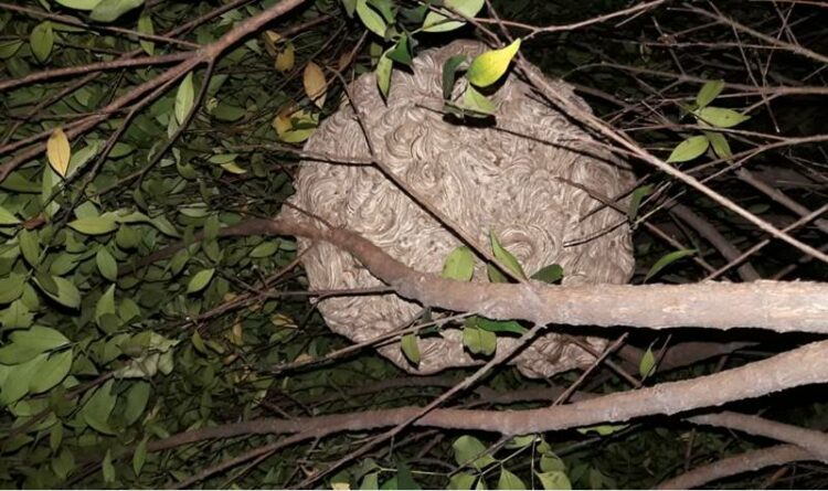 Sarang tawon vespa berukuran besar yang berhasil dievakuasi petugas DPKP Kota Palangka Raya dari sebuah pohon di halaman Puskesmas Menteng