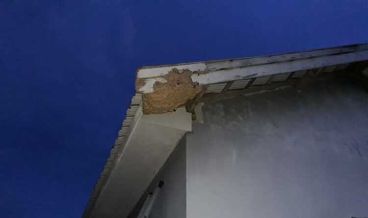 Sarang tawon vespa di atas rumah warga, sebelum dievakuasi