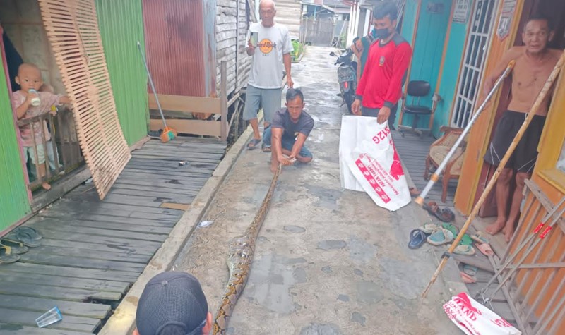 Terkam Ayam Milik Warga, Ular Piton 3,5 Meter Ditangkap Petugas