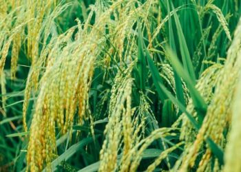 Stok Beras di Kotim 300 Ton, Cukup Hingga Akhir 2022