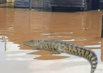 Banjir Meluas, BKSDA Minta Warga Waspada Buaya