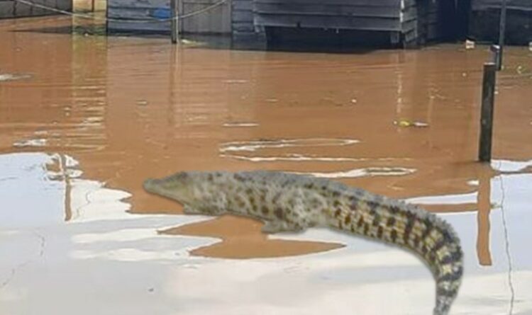 Banjir Meluas, BKSDA Minta Warga Waspada Buaya