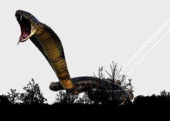 Dikira Anaknya Mendengkur, Astaga Ternyata King Cobra  1,5 Meter di Kolong  Rumah
