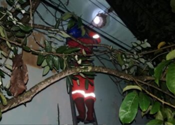 Bersarang di Plafon Rumah Warga, Sarang Tawon Vespa Berdiameter 40X40 Sentimeter Dievakuasi