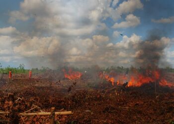 10 Hektar Lahan di Wilayah Selatan Kabupaten Kotawaringin Timur Terbakar