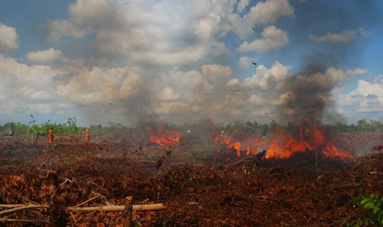 10 Hektar Lahan di Wilayah Selatan Kabupaten Kotawaringin Timur Terbakar